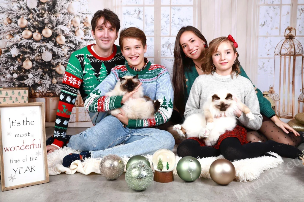 Chats Birmans Saba Wanderer et Saba Hamlet avec la famille devant un sapin de Noël en Suisse – véritable retour client