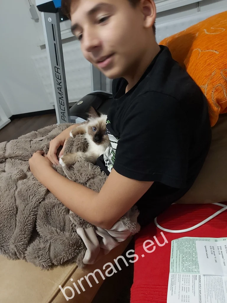 Chat Birman Saba Winter (Luna) se reposant sur les genoux de son propriétaire sous une couverture en Slovaquie – retour réel d'un client