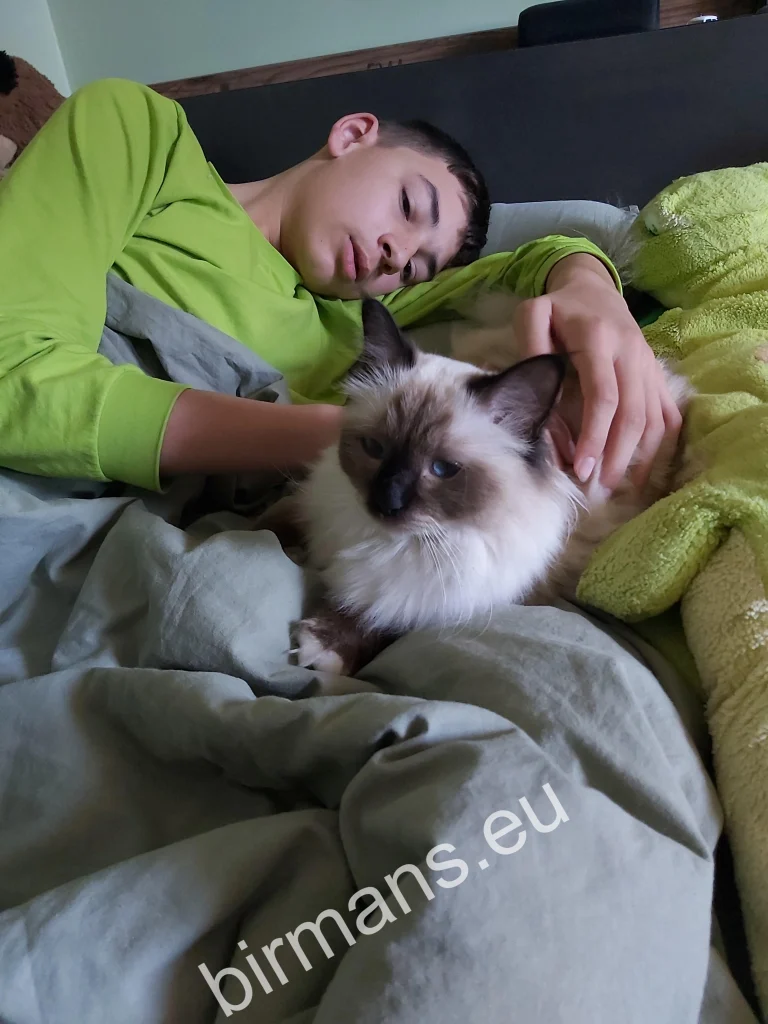 Chat Birman Saba Winter (Luna) dormant avec son propriétaire dans un lit en Slovaquie – retour réel d'un client