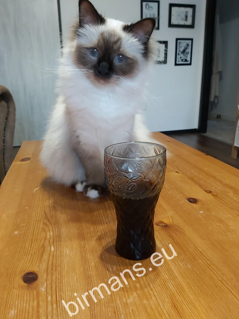 Chat Birman Saba Winter (Luna) sur une table devant un Coca-Cola en Slovaquie – retour réel d'un client