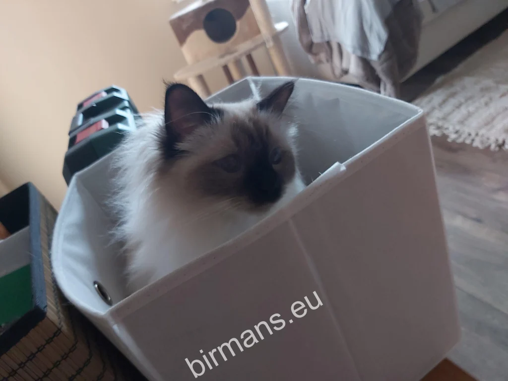 Chat Birman Saba Winter (Luna) caché dans une boîte en Slovaquie – retour réel d'un client