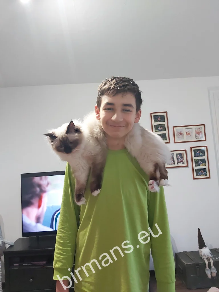 Chat Birman Saba Winter (Luna) se reposant autour du cou de son propriétaire en Slovaquie – retour réel d'un client, relation étroite