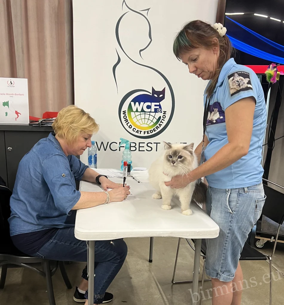 Jugement WCF avec un chat Birman – Saba Birman Cattery