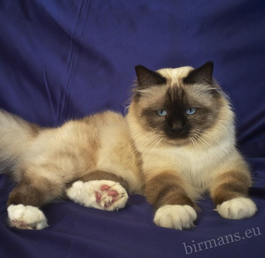 Portrait du mâle Birman WCH Moonlight Yenzo of Saba – Qualité de champion du monde