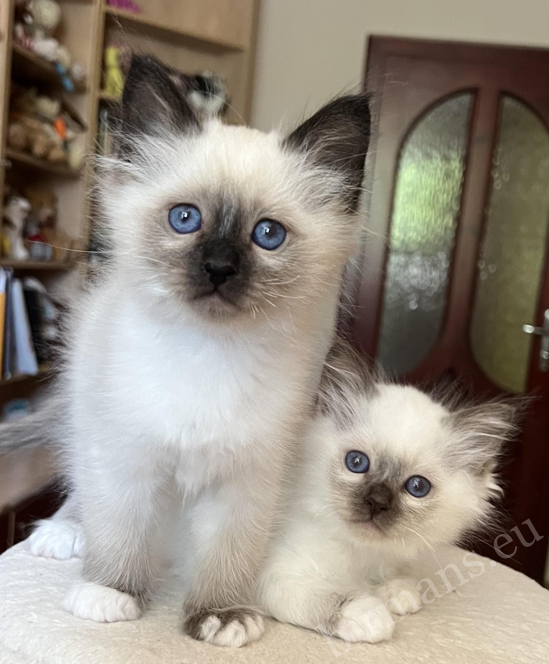 Saba Vico, chaton Birman à 8 semaines, debout à côté de sa sœur