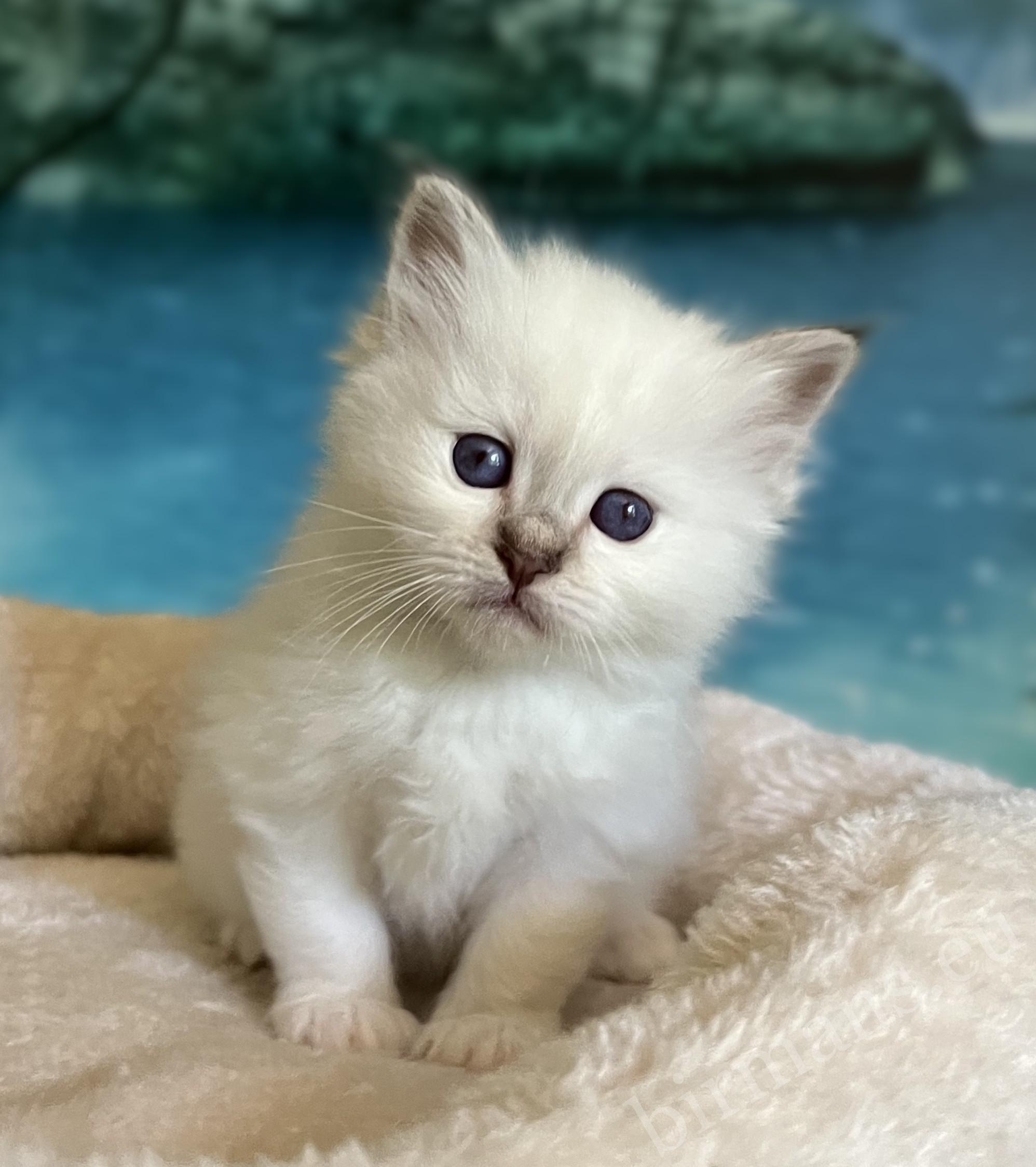 Saba Yorick, chaton mâle Sacré de Birmanie chocolat tabby, est disponible et assis, regardant l'appareil photo