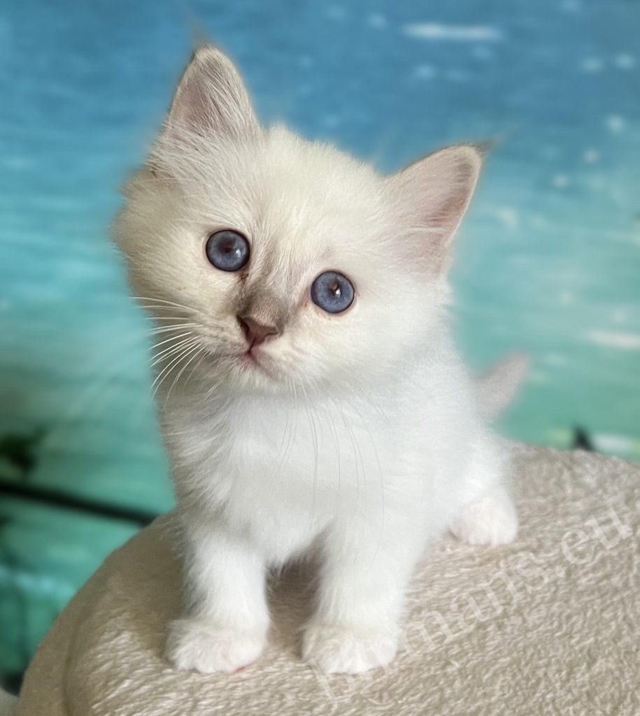 Chaton Sacré de Birmanie mâle Lilac Tabby disponible, Saba Bentley debout de face