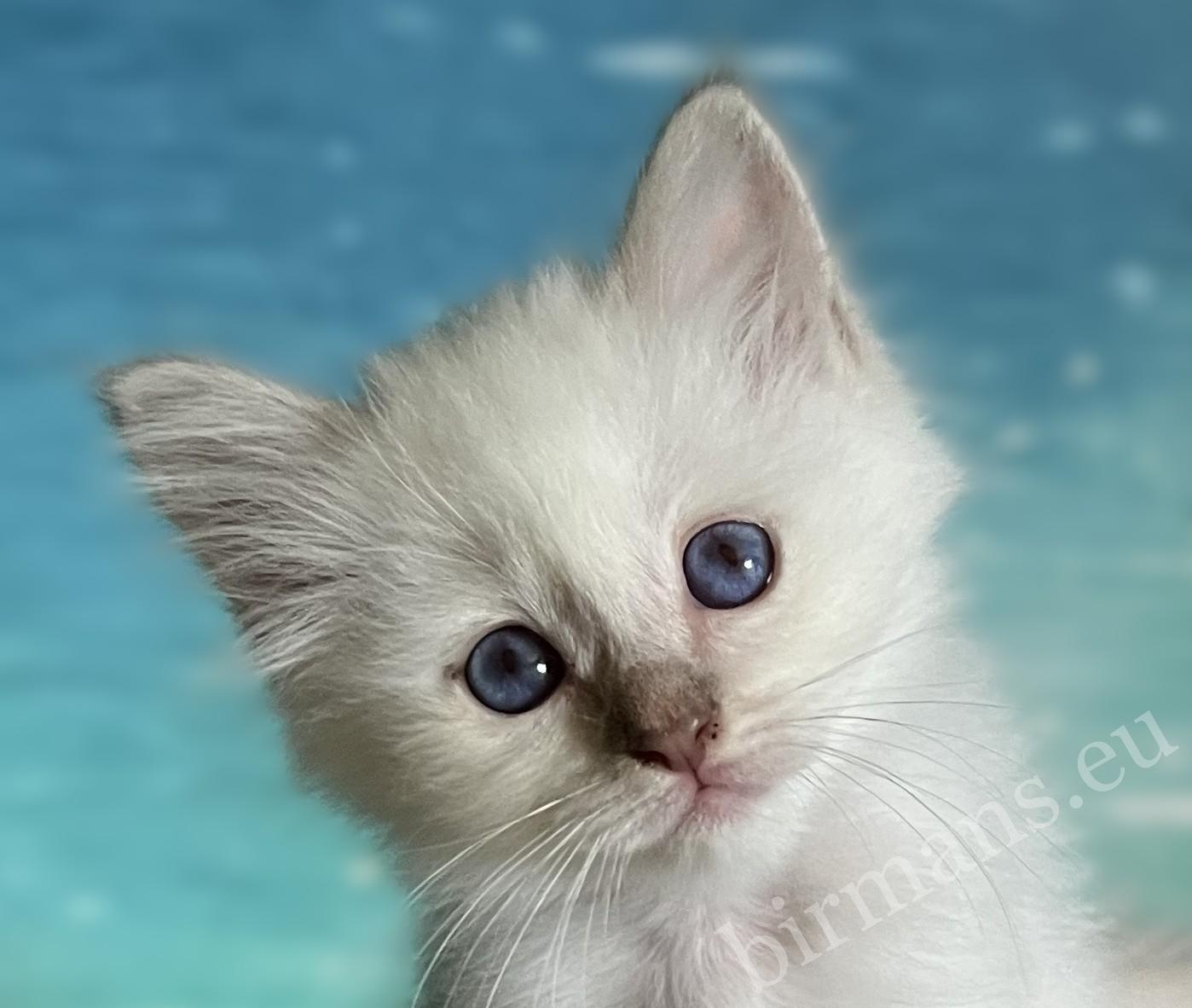 Portrait rapproché du chaton Sacré de Birmanie Lilac Point Saba Bianca, aux yeux bleu extraordinairement profond. Chaton Birman disponible de la chatterie Saba Birman.