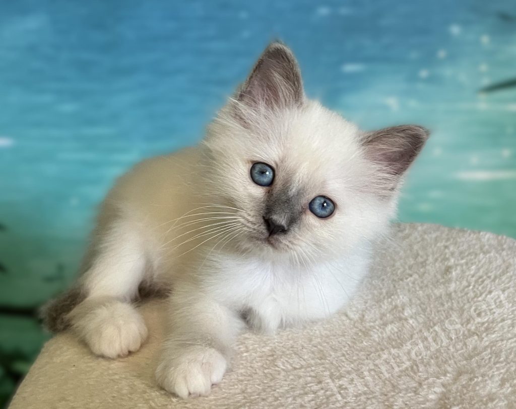 Chaton Sacré de Birmanie blue point réservable couché de face – Saba Birman
