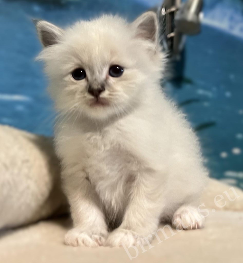 Saba Bastian, chaton mâle Birman bleu tabby disponible, photographié de face, avec une adorable expression de nounours