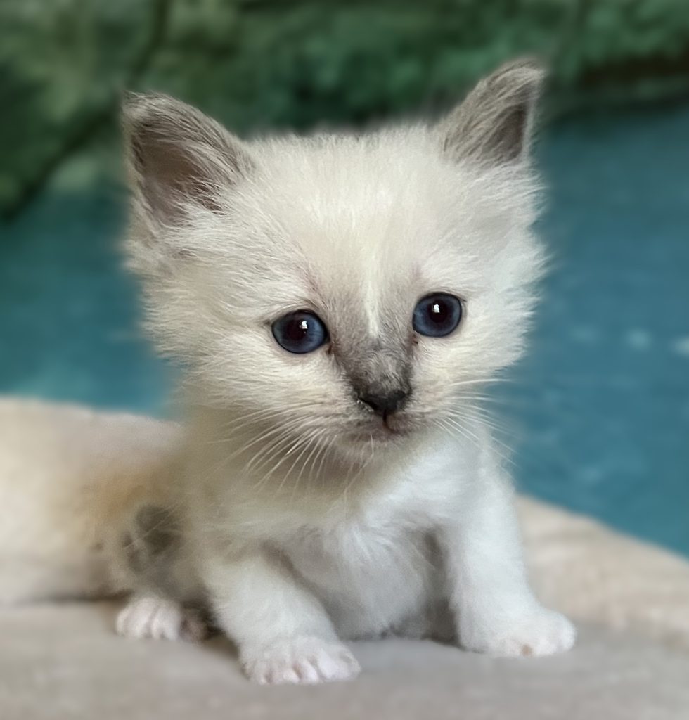 Portrait de Saba Byron, chaton mâle Birman bleu point disponible, doté d'excellentes qualités d'exposition