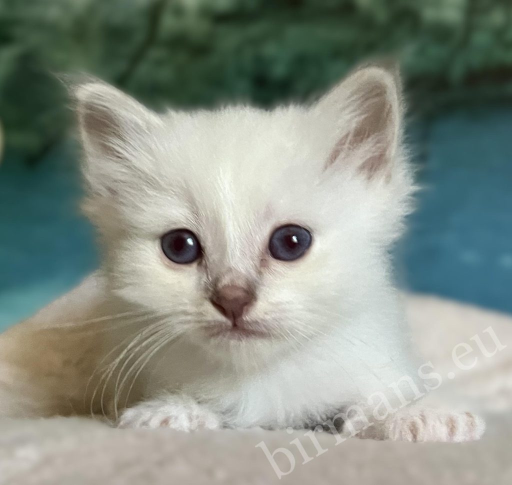 Portrait du chaton Sacré de Birmanie Saba Bentley disponible