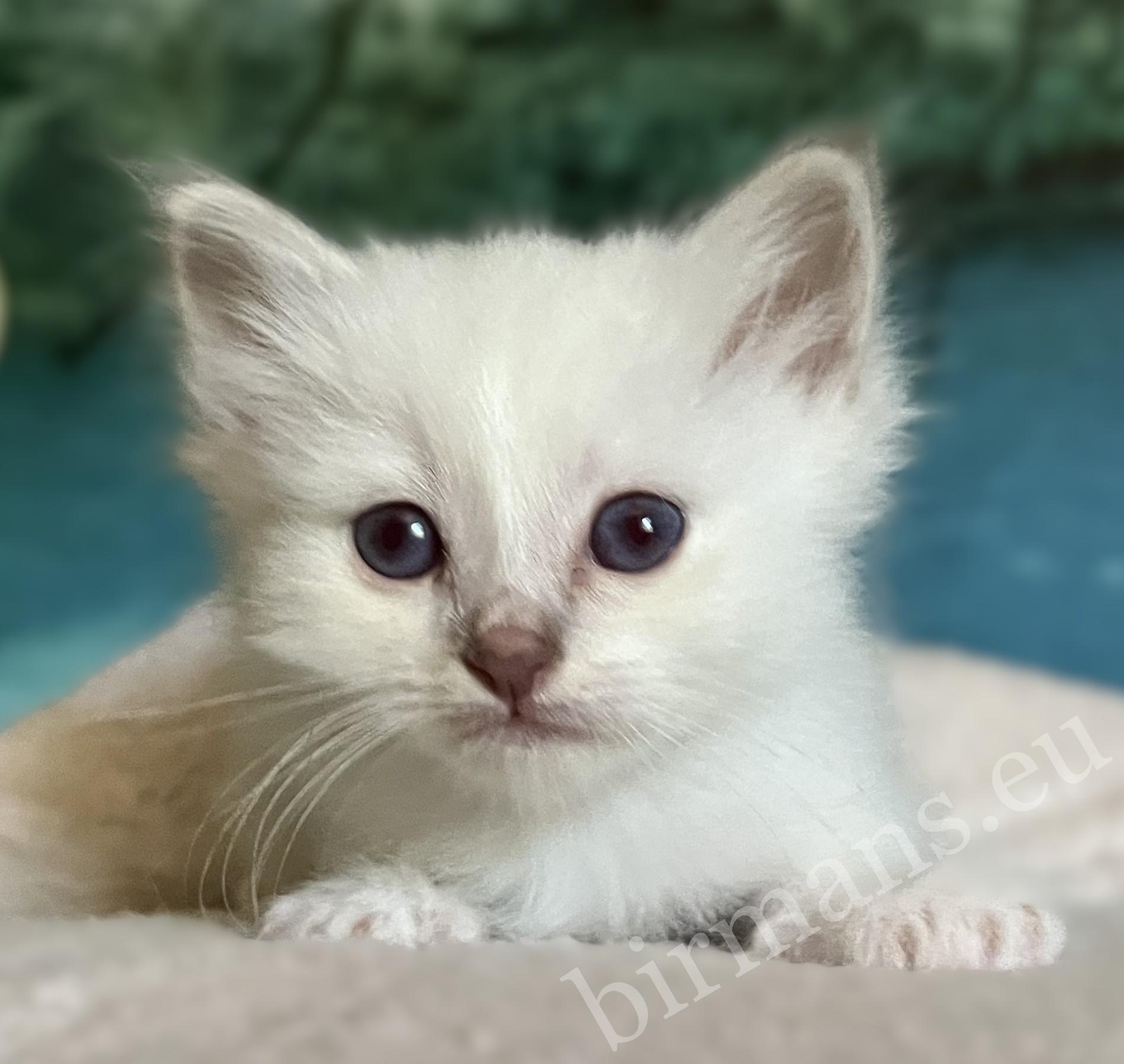 Portrait du chaton Sacré de Birmanie Saba Bentley disponible