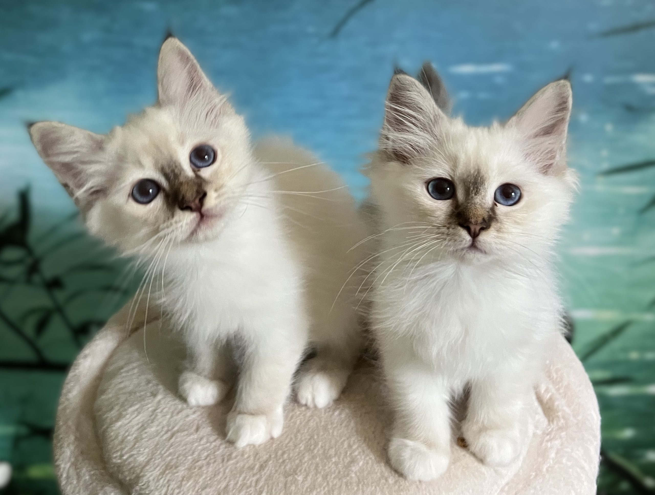 Saba Yorick et Saba Ysolde, fratrie Sacré de Birmanie chocolat tabby réservable, regardent ensemble l'objectif à l'élevage Saba Birman