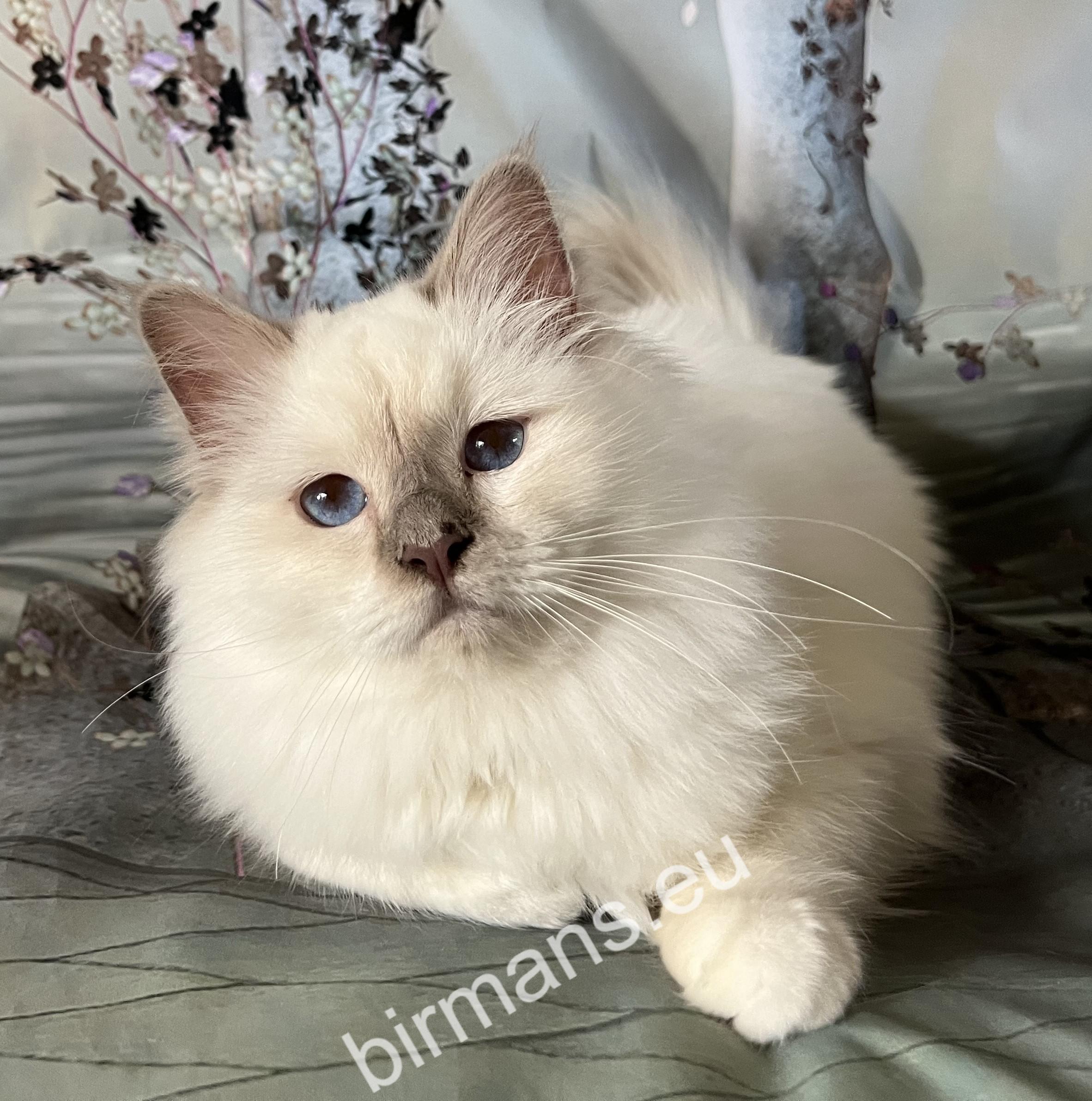 ICH Saba Wanda, femelle Birman championne internationale, représentante exceptionnelle du programme d'élevage Saba Birman