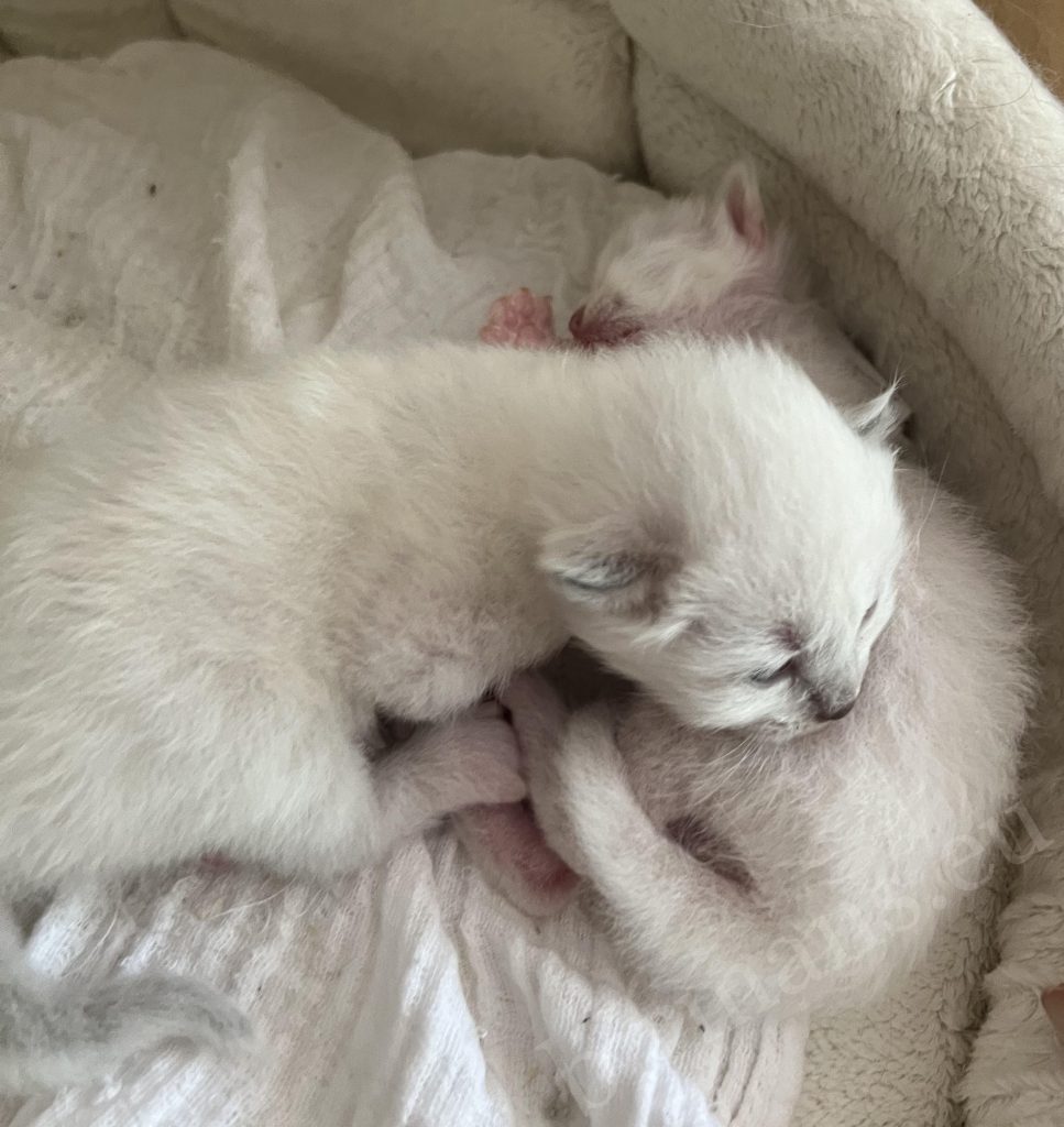 Deux chatons Birman nouveau-nés de la portée Nadine ensemble dans le panier