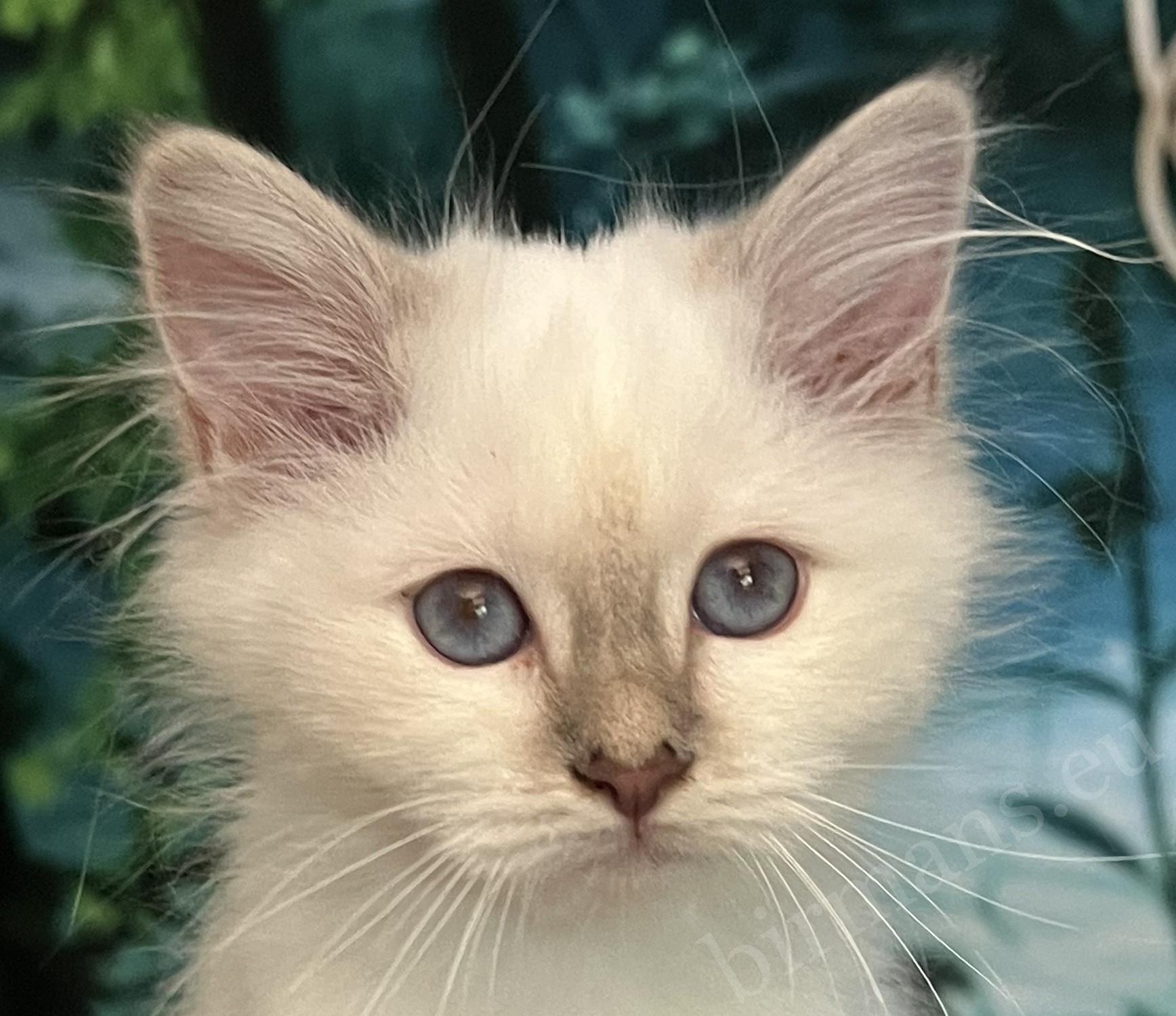 Saba Bianca chaton Birman lilac tabby disponible aux yeux bleus exceptionnels