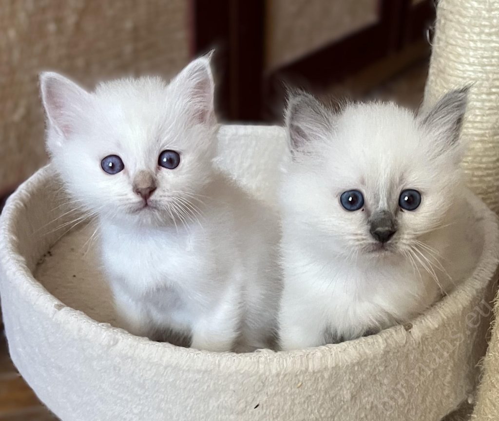 Paire de chatons frères et sœurs Sacred Birman regardant ensemble la caméra