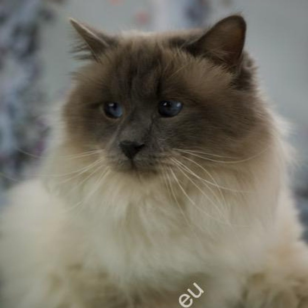 WC Azzurro dei Baffi Buffi by Saba,IT World Champion​