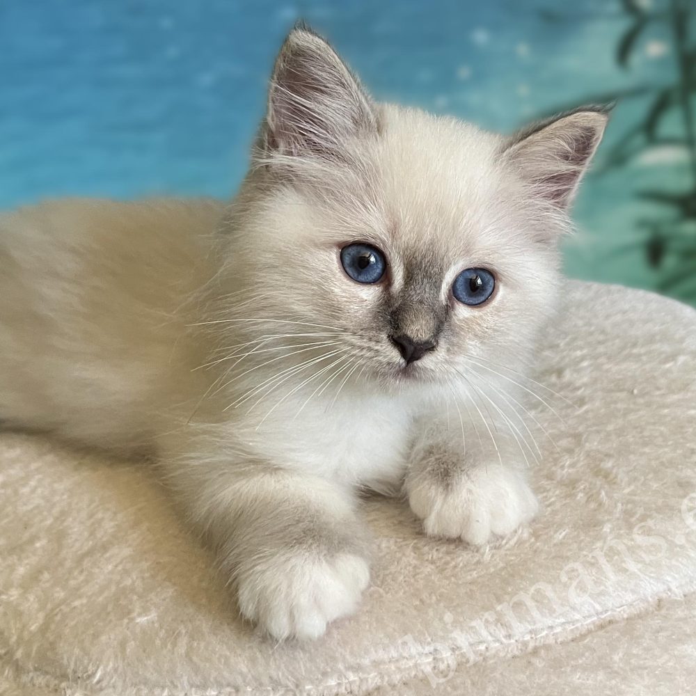 Saba Zeno disponible, chaton mâle Blue Lynx Point couché, vue de côté.