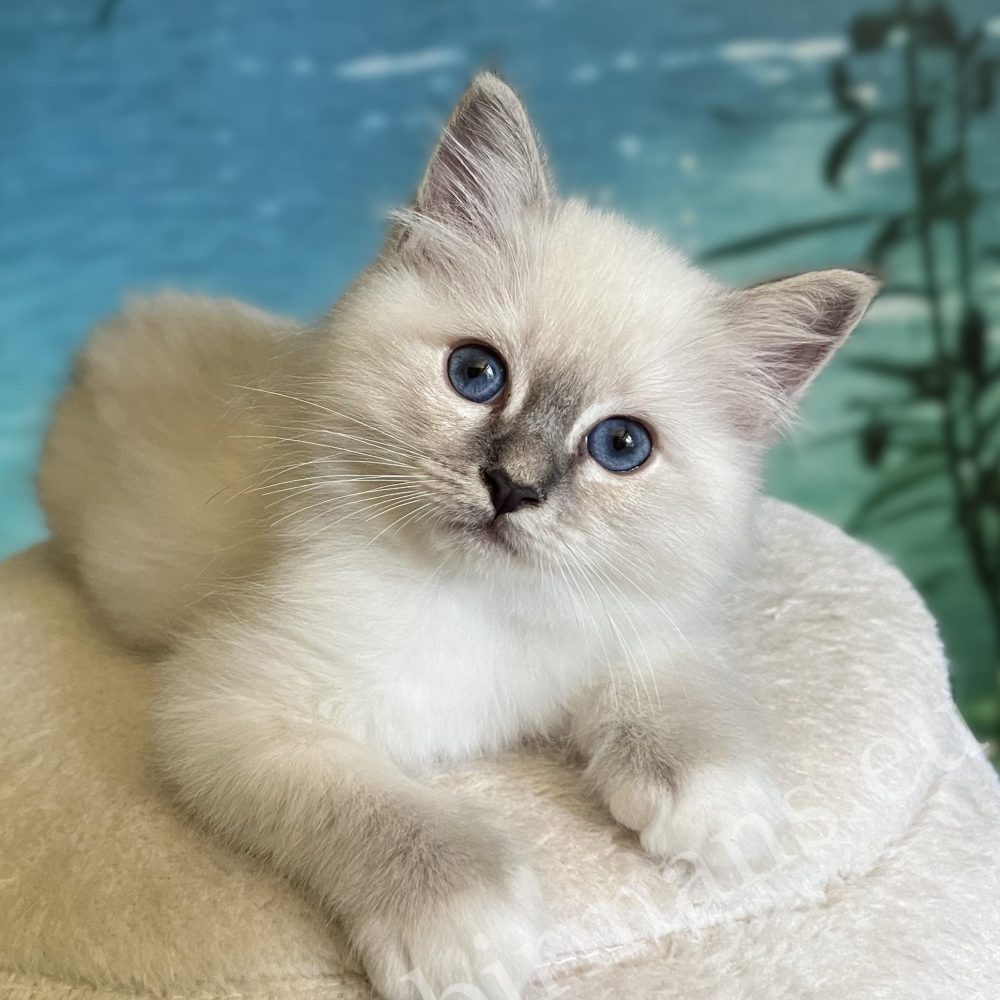 Saba Zeno disponible, chaton mâle Blue Lynx Point couché, vue de face.