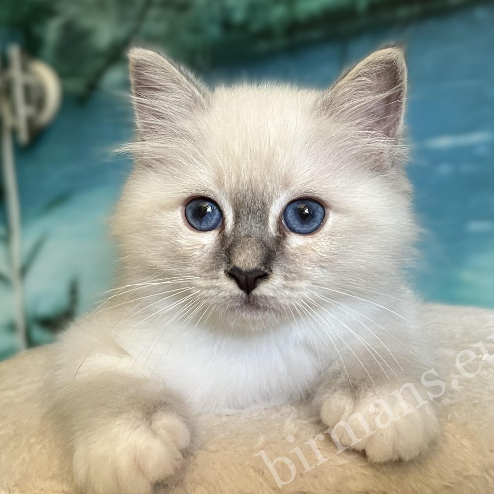 Saba Zeno disponible, portrait rapproché de la tête du chaton mâle Blue Lynx Point.