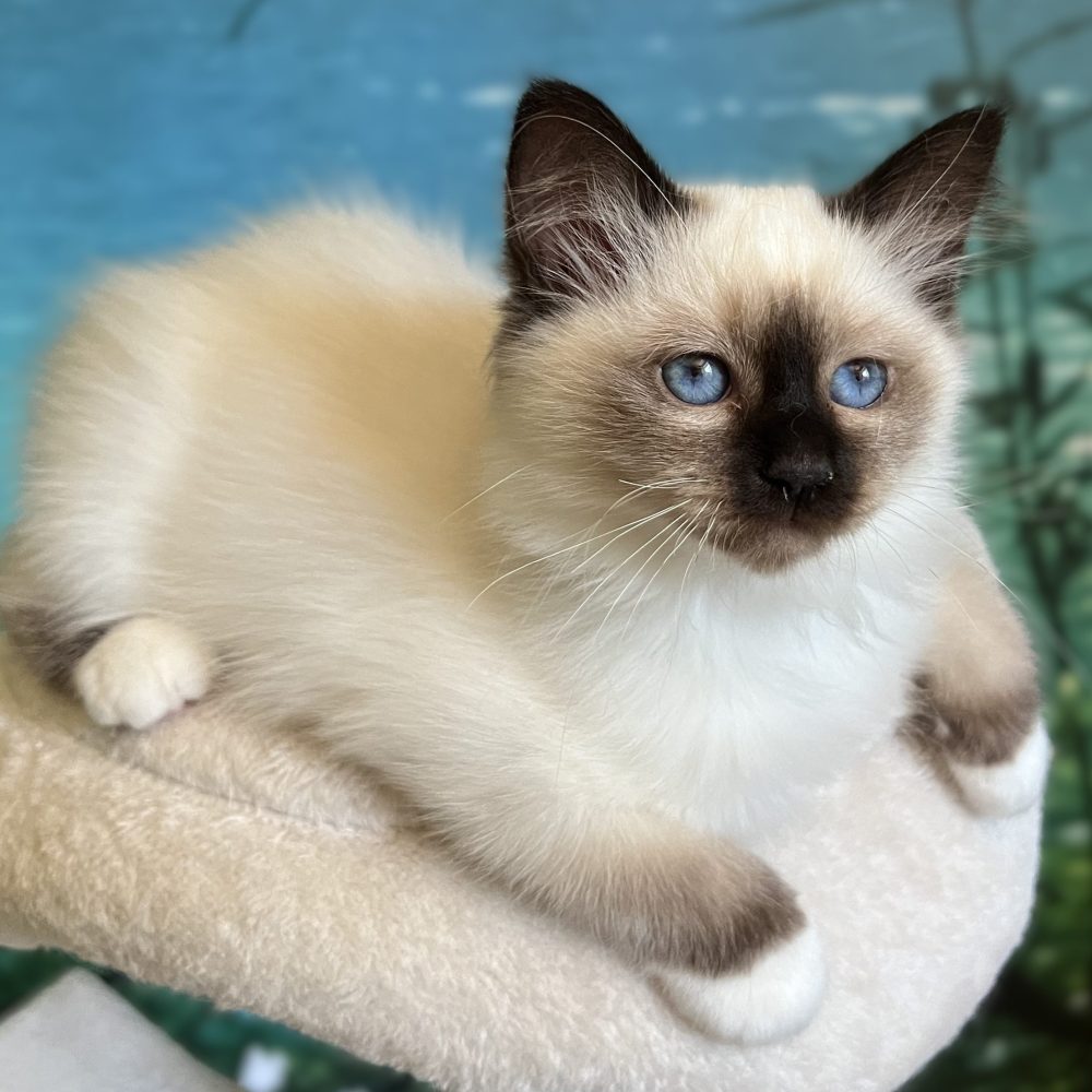 Chaton Sacré de Birmanie Seal Point disponible, Saba Yuna, excellente qualité de concours