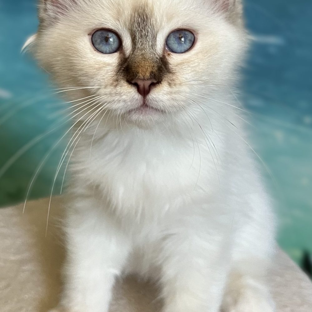 Saba Ysolde chaton femelle chocolat tabby disponible assis de face.