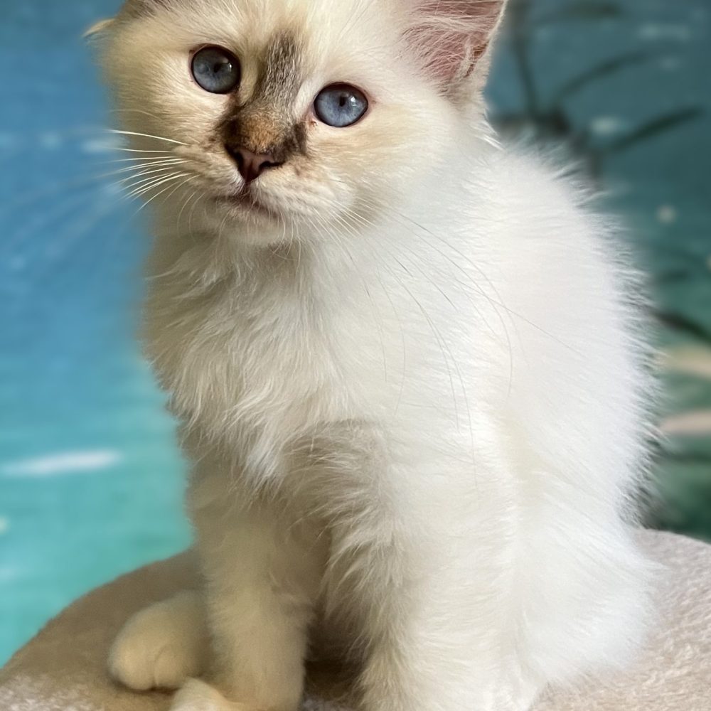 Saba Ysolde chaton femelle chocolat tabby disponible assis en vue latérale.
