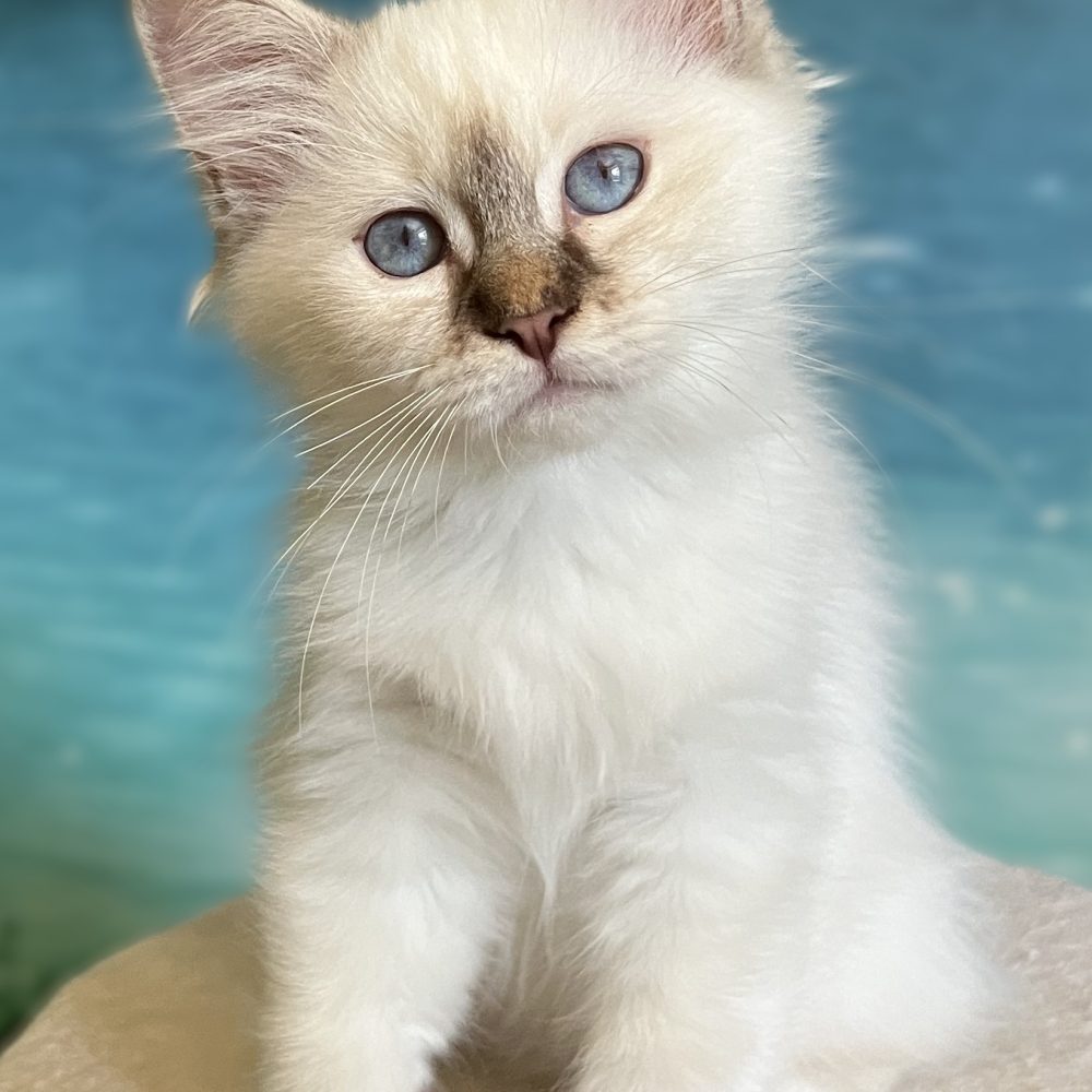 Saba Ysolde chaton femelle chocolat tabby disponible tête inclinée sur le côté.