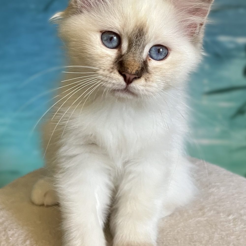 Saba Ysolde chaton femelle chocolat tabby disponible avec la patte levée.