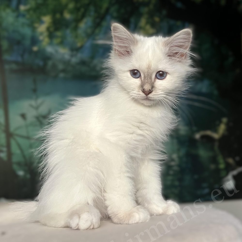 Saba Bianca chaton Birman femelle lilac tabby, portrait assis de profil
