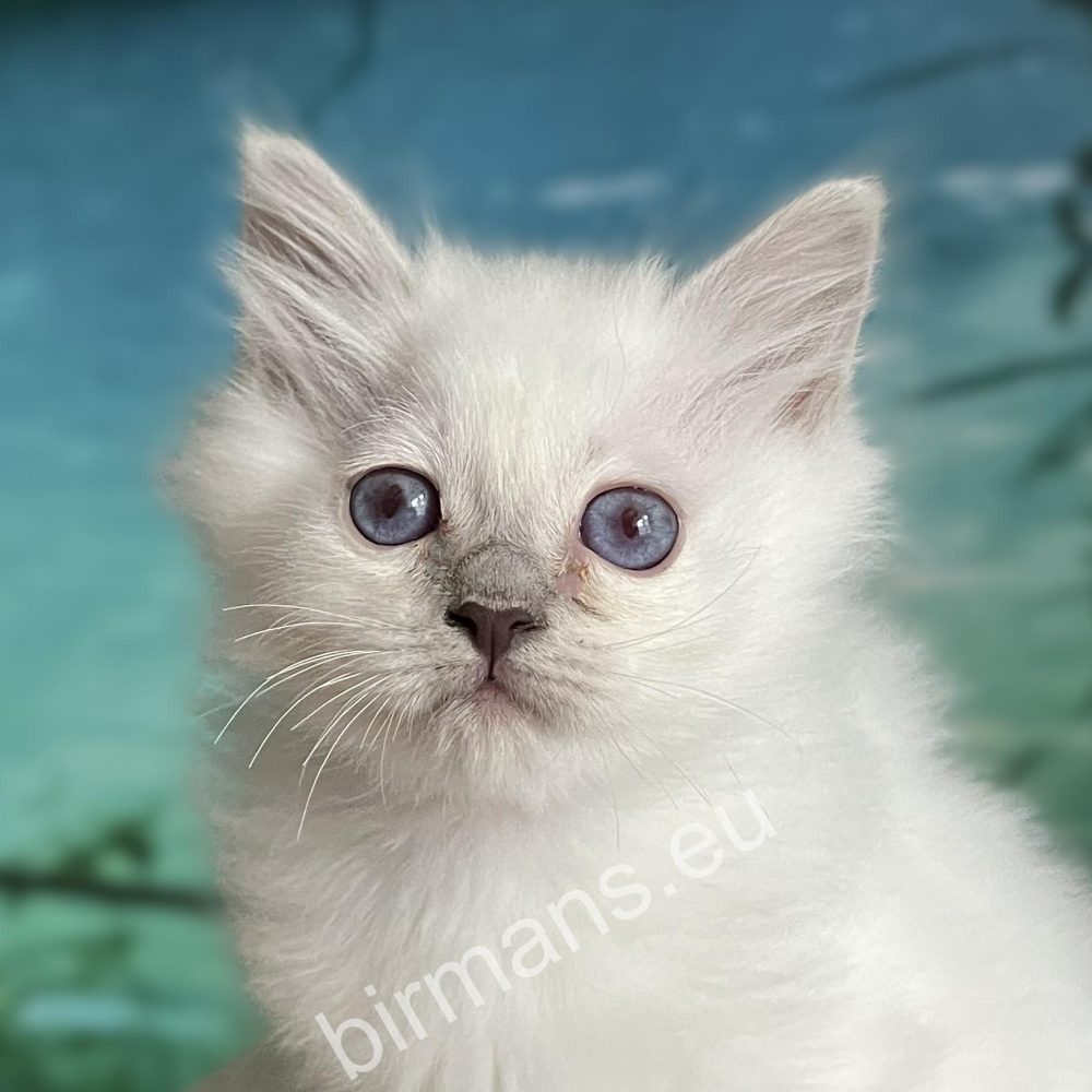 portrait d'un chiot Birman à pointes violettes aux yeux bleus - Saba Urielle