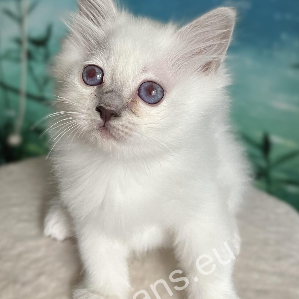 Chiot birman à point violet en position assise - Saba Urielle