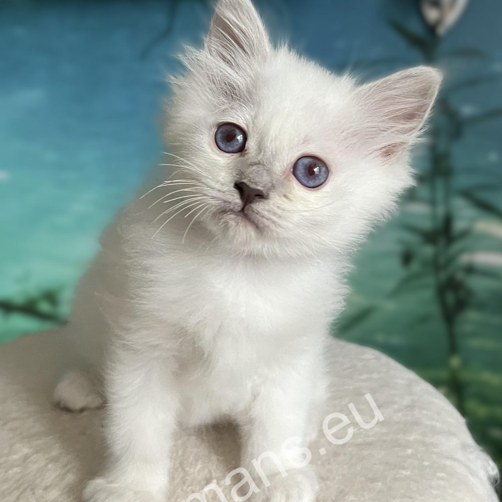 chiot birman purple point photo en pied - Saba breeding