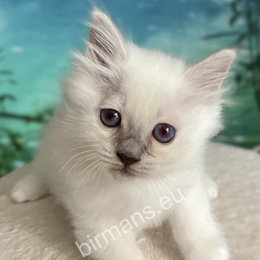 chiot Birman purple point gros plan oeil bleu - Saba Urielle