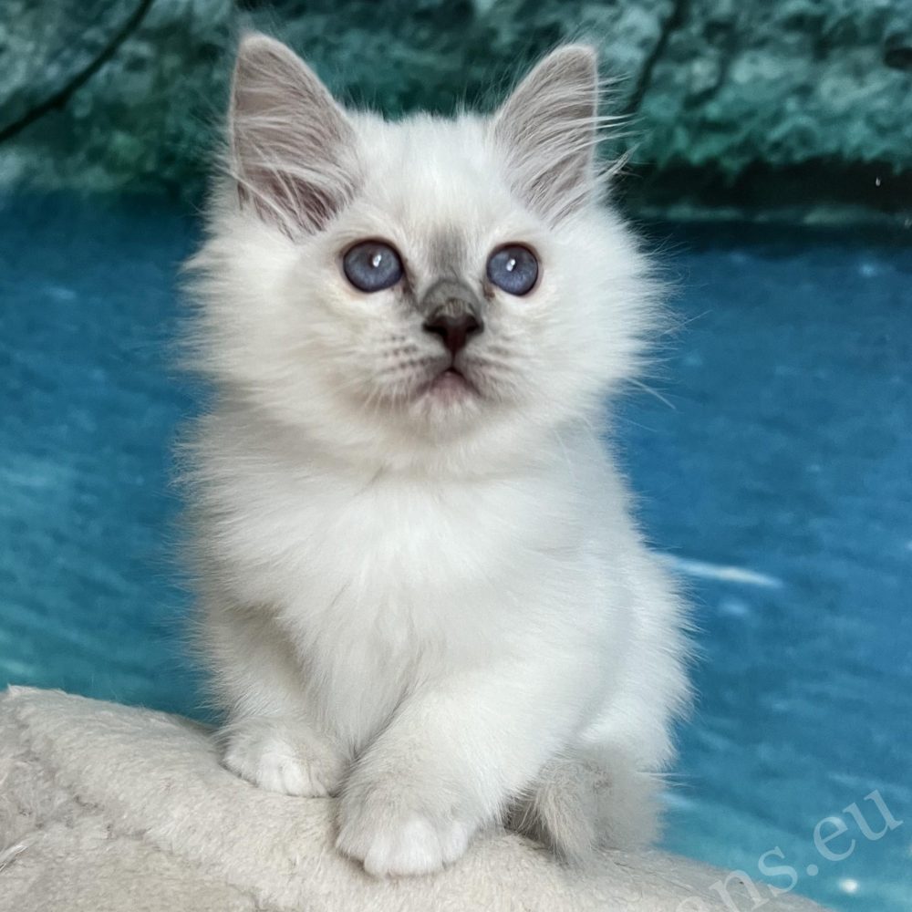 Portrait du chiot Saba Urielle purple dot Birman - Saba Birman breeding Hungary