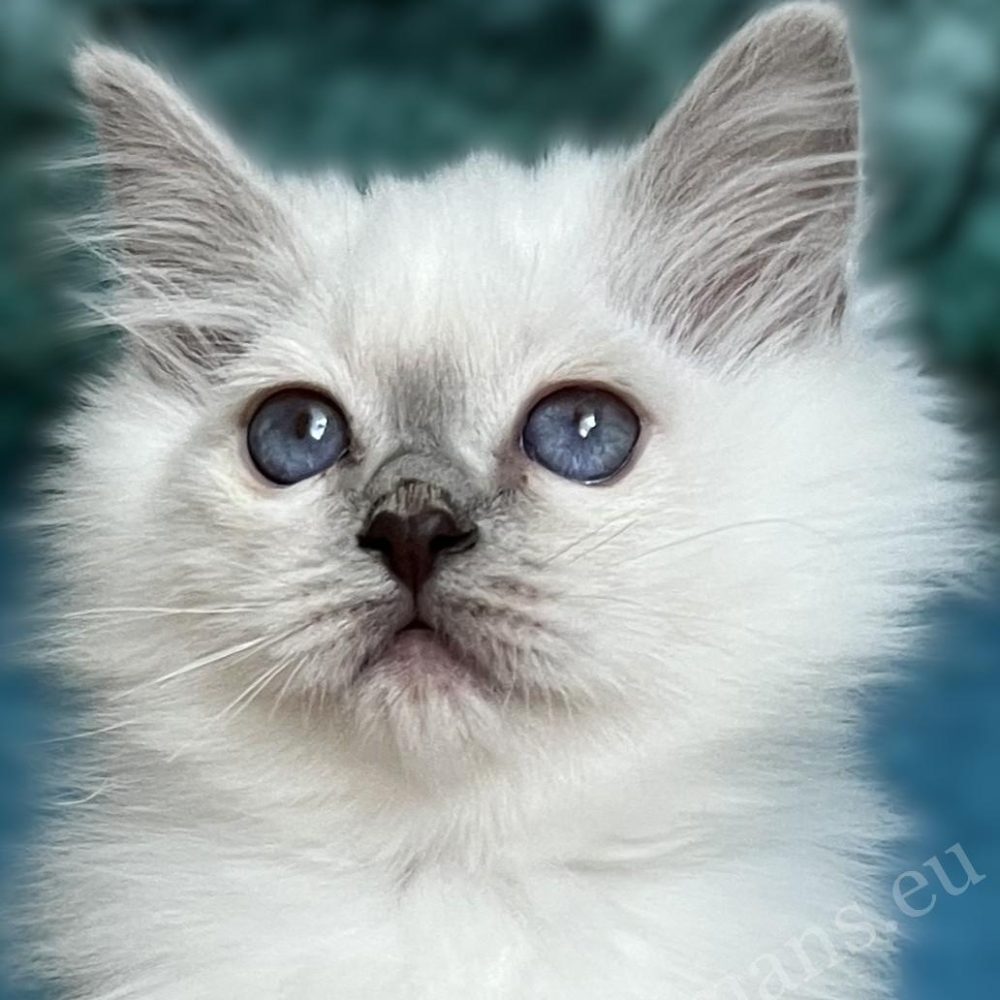 Saba Urielle chaton birman à pois violet aux yeux bleus