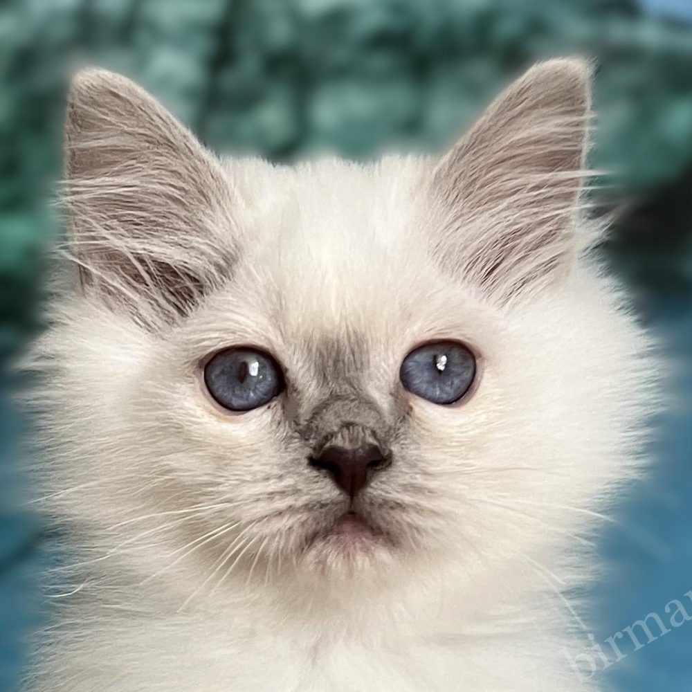 Chiot Sacré de Birmanie à points violets - Saba Urielle portrait rapproché