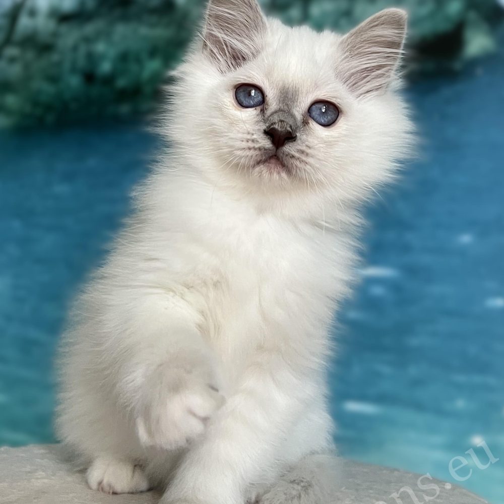 Saba Urielle chiot Birman aux yeux bleus - WCF élevage Hongrie