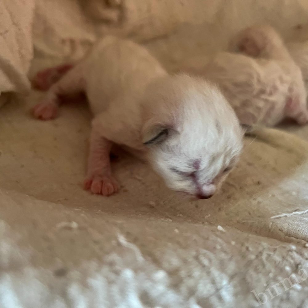 Les chatons Sacred Birman de Saba Birman Sophia, nouveau-nés, se sont blottis dans Saba World.