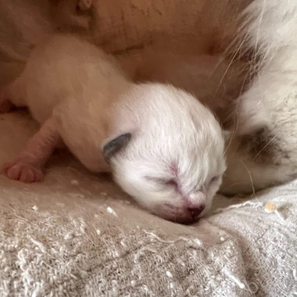 Les chatons Sacred Birman de Saba Birman Sophia, nouveau-nés, seuls dans Saba World