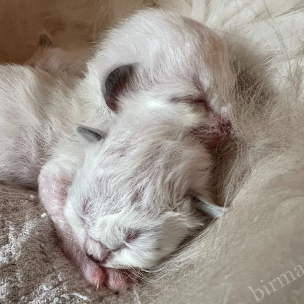 Saba Birman Sophia nouveau-né Les chatons Sacred Birman de Saba World sont des sœurs.