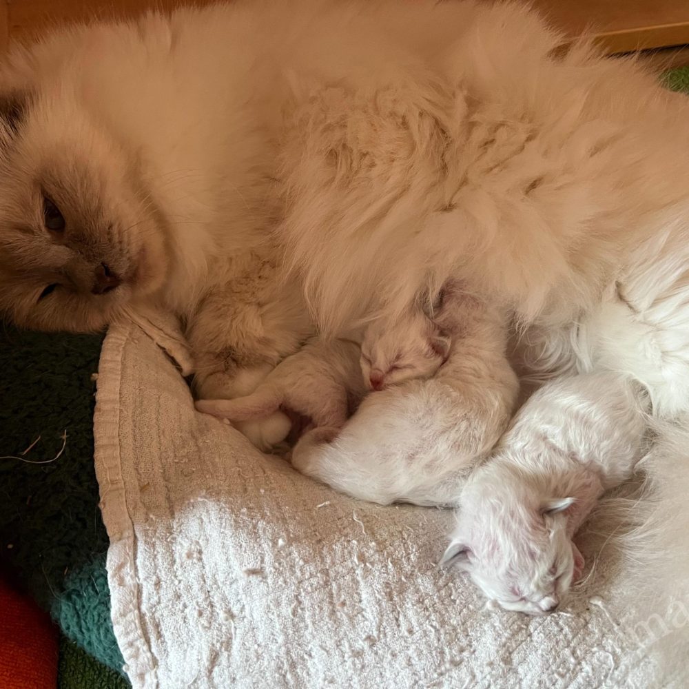 Le nouveau-né de Saba Birman Sophia, chaton Sacré de Birmanie, avec sa mère dans Saba World
