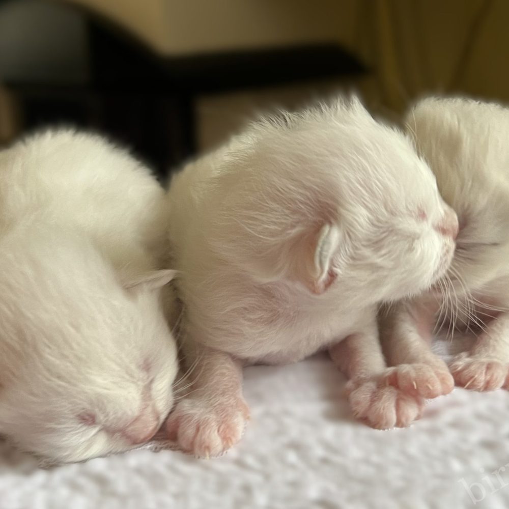 Chatons Saba Birman nouveau-nés blottis, gros plan