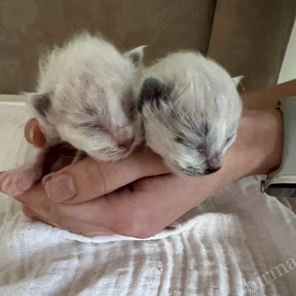 Chatons Saba Birman nouveau-nés de la portée X5 vus de côté, les yeux fermés