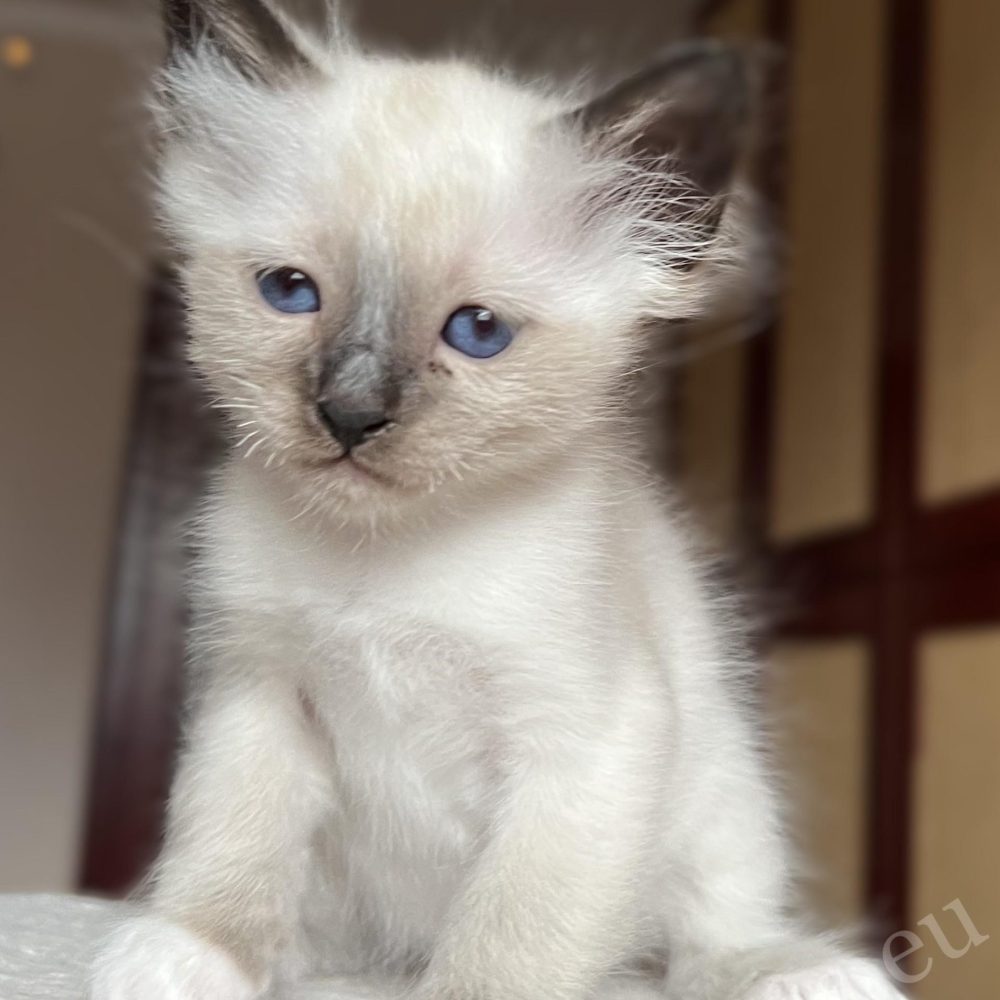 Chaton birman Saba Vico dans un environnement domestique, lumière naturelle, caractère calme