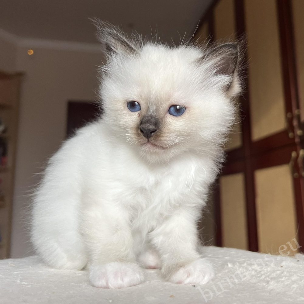 Chaton Birman Saba Vina fourrure douce, apparence d'ourson