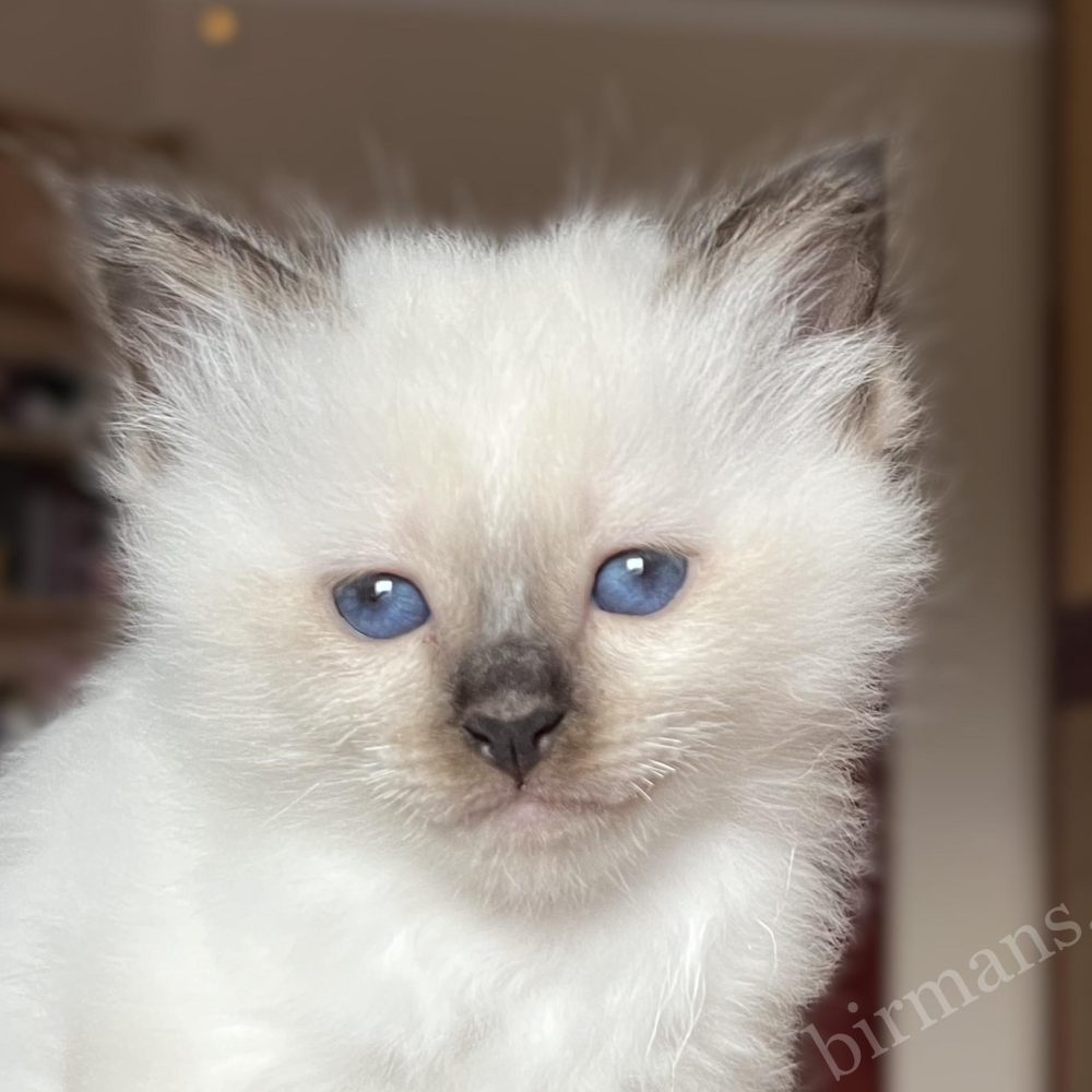 Portrait chaton femelle Birman seal point Saba Vina, fourrure douce et soyeuse