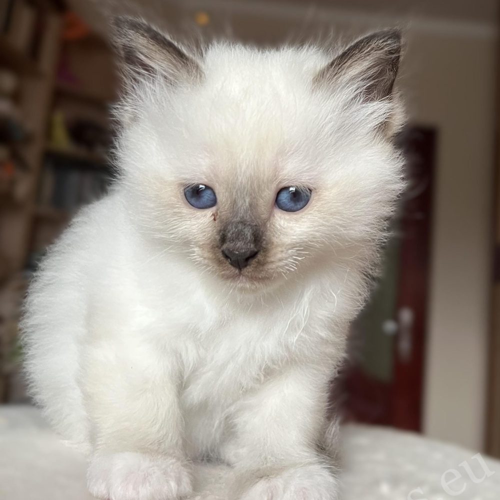 Chaton femelle Birman Saba Vina structure corporelle robuste, la plus grande de la portée